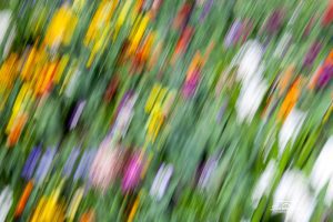 Discover Photography Courses | Abstract flower photography