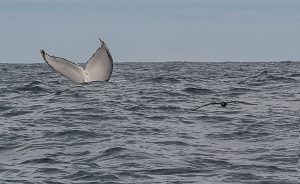 Discover Photography Courses | Whale - watching