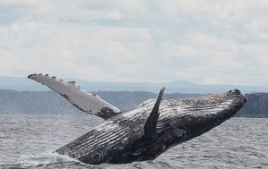 Discover Photography Courses | Tips for photographing whales