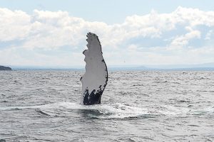Discover Photography Courses | Photography tips for whale- watching