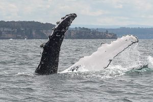 Discover Photography Courses | Photographing whales in Jervis Bay