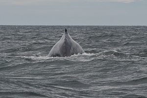 Discover Photography Courses |Tips for Photographing whales in Jervis Bay
